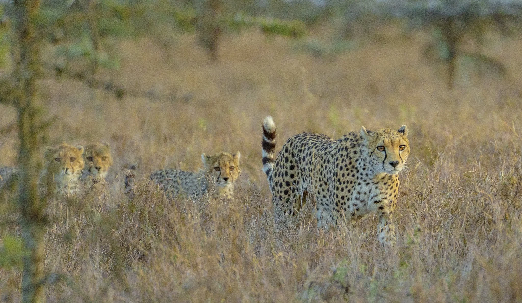 A cheetah walking through tall grass with three cheetah cubs in the background.