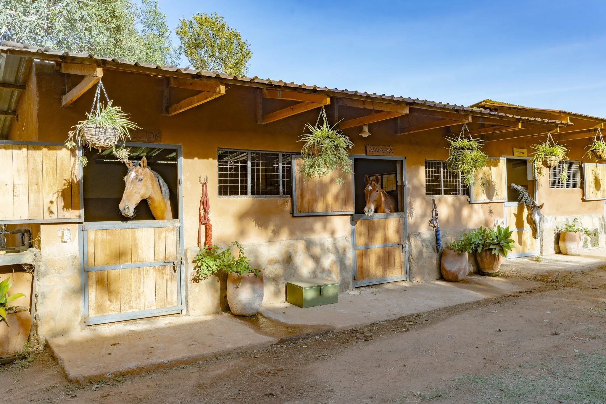 stables-horses-enasoit