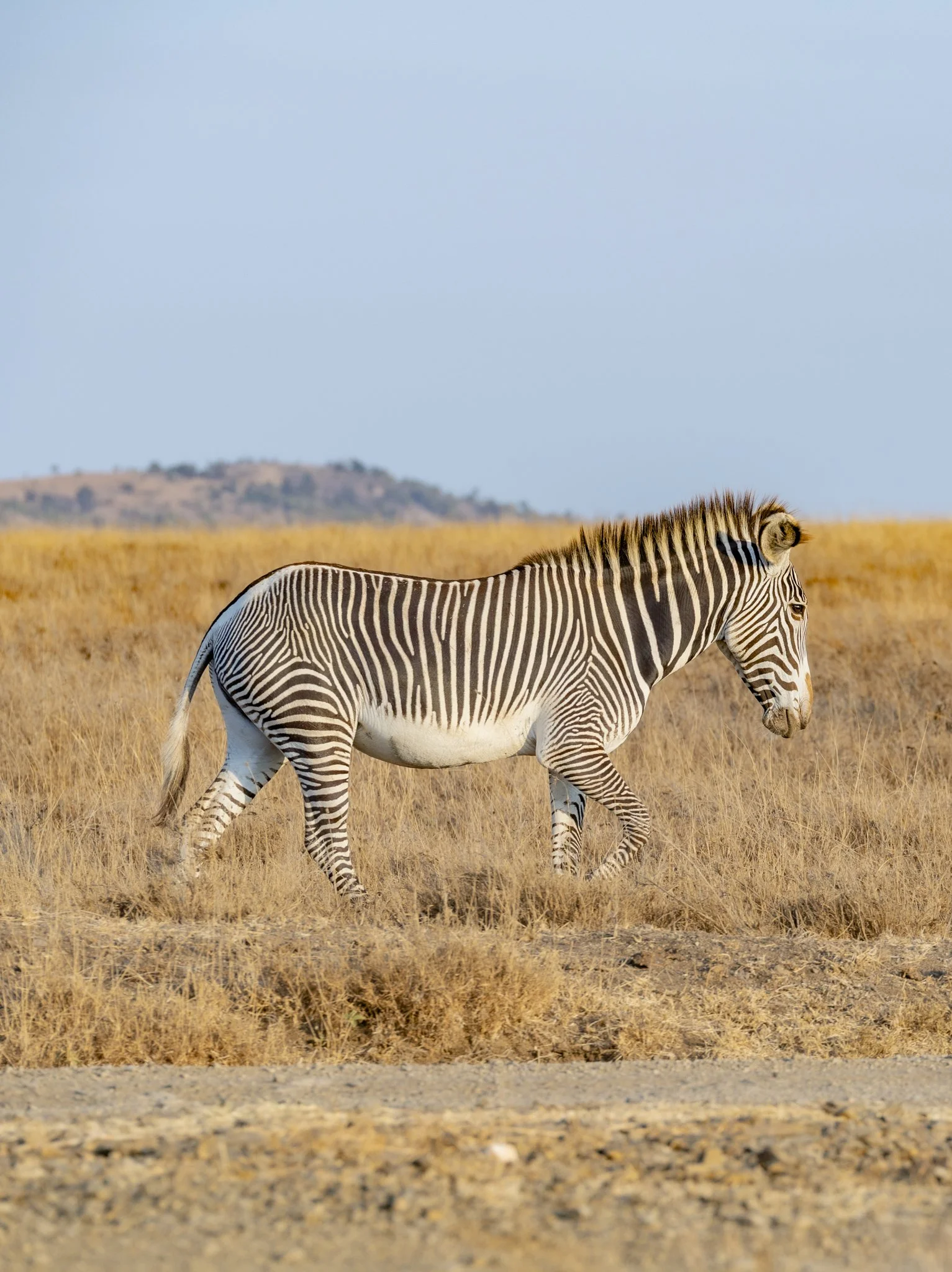 The endangered Grevy's Zebra at Laikipia's Borana Conservancy.