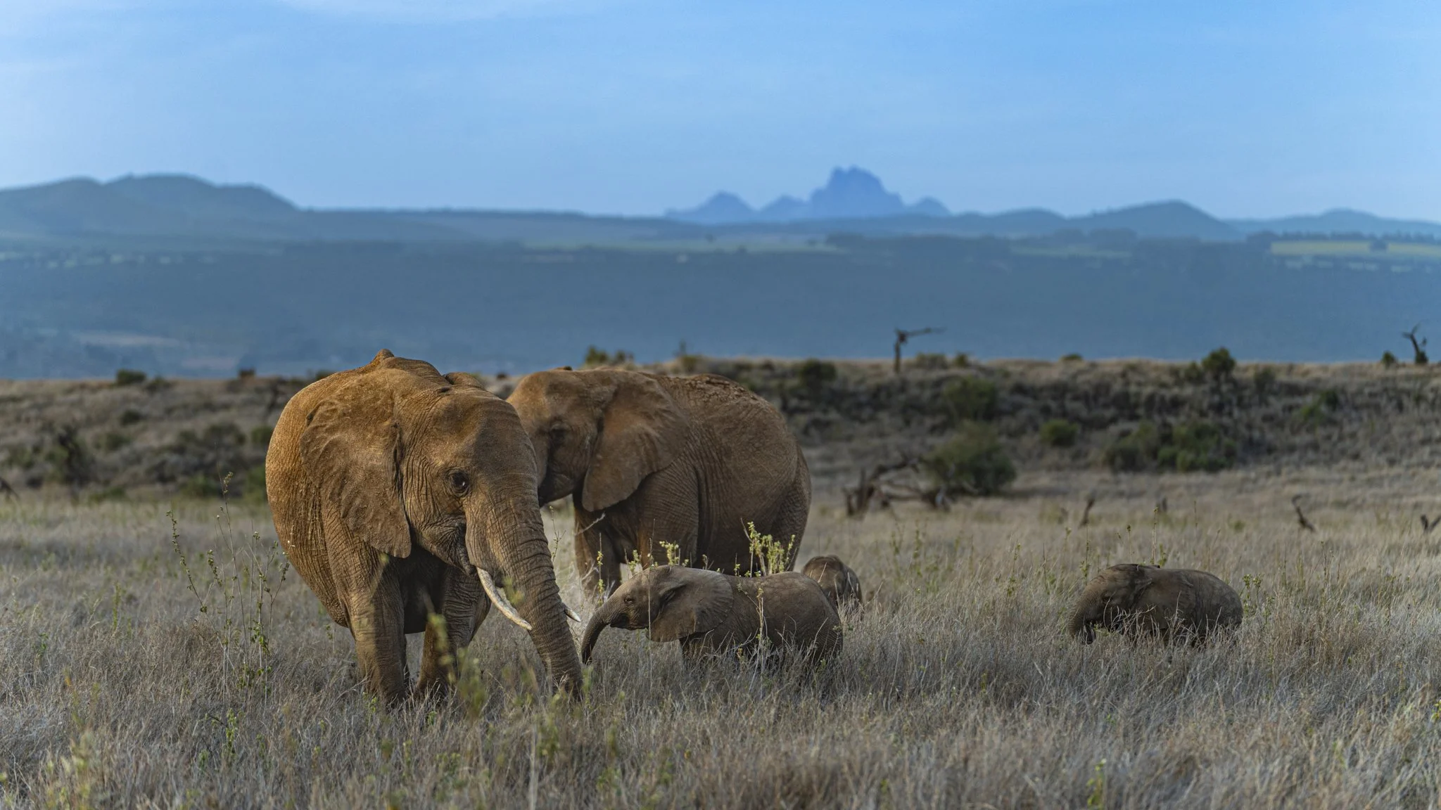 A herd of elephants on Lewa Wildlife Conservancy with Africa's second highest mountain, Mount Kenya in the background.