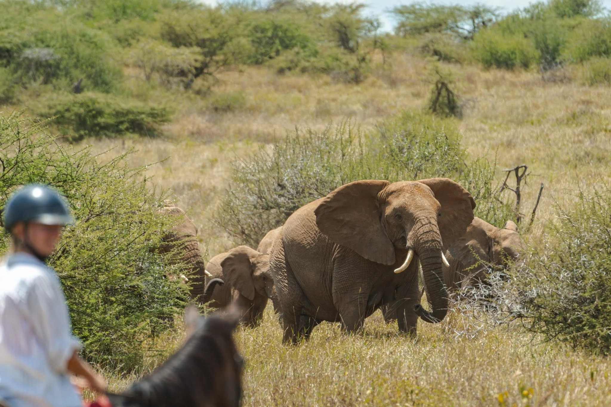 horse-safari-elephant