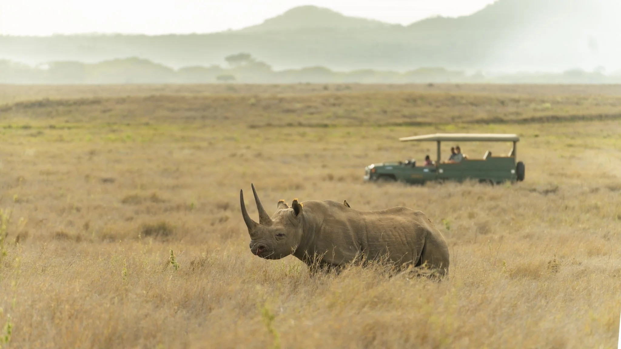 black-rhino-lewa-conservancy.jpg