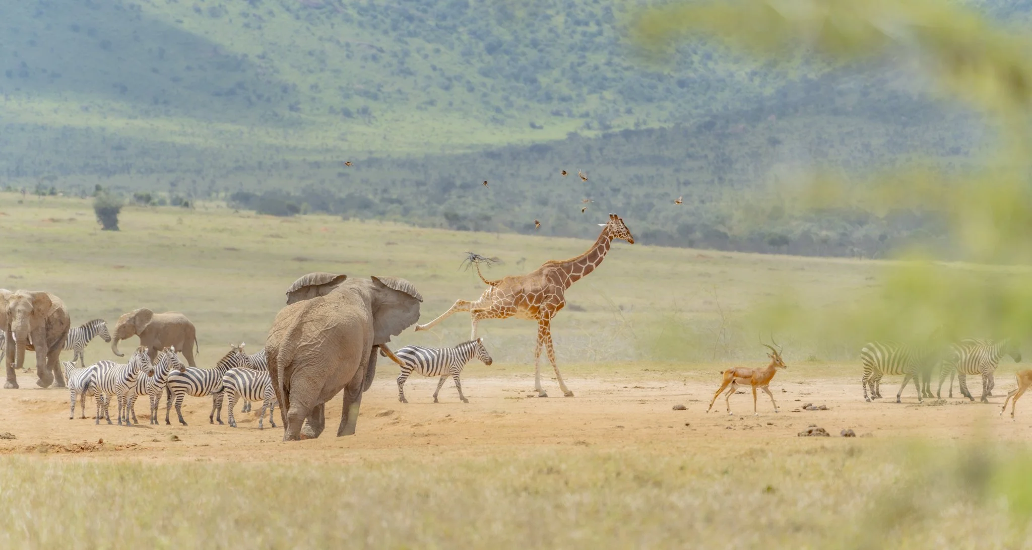 giraffe-elephant-enasoit