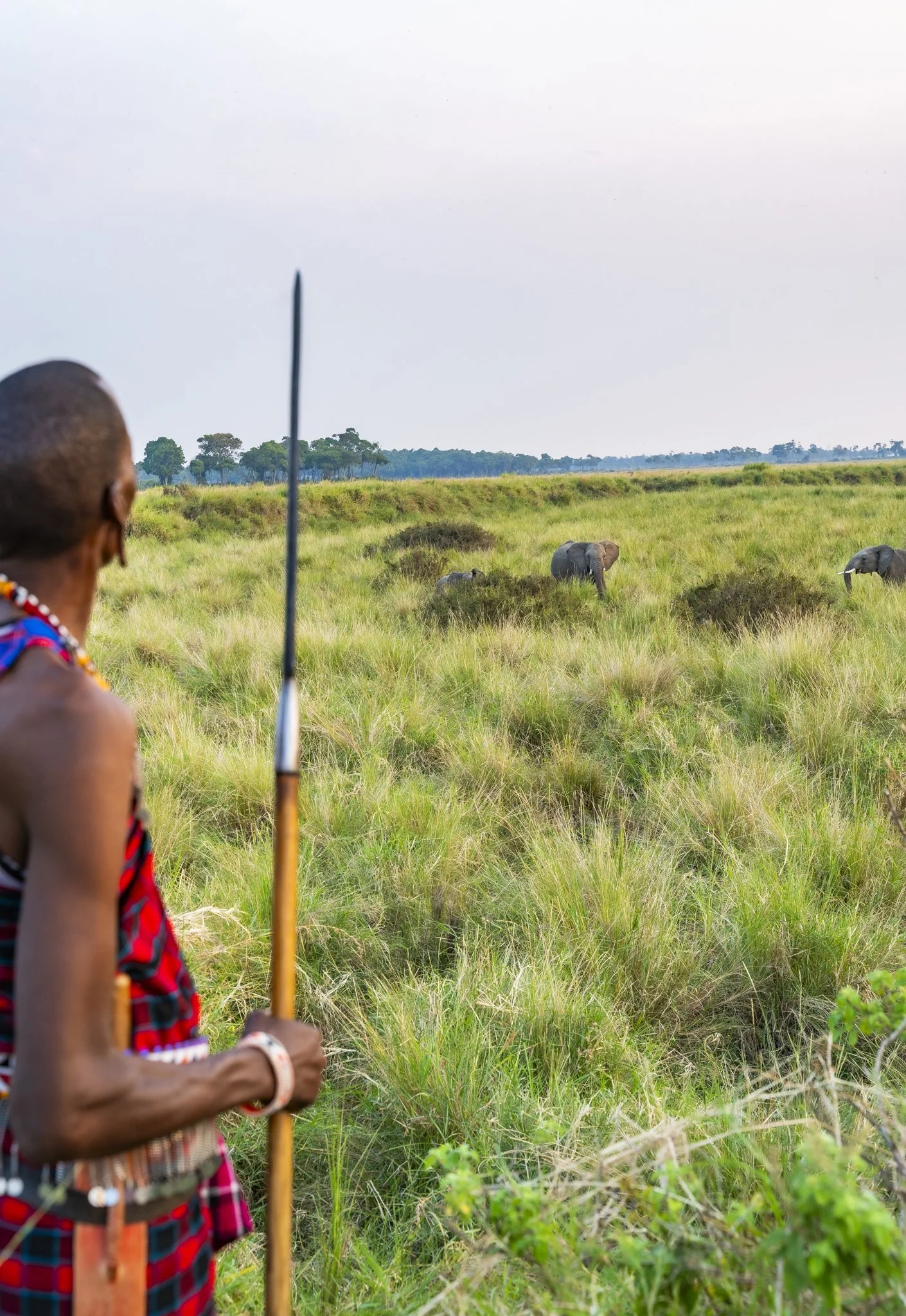 maasai-elephant-kenya