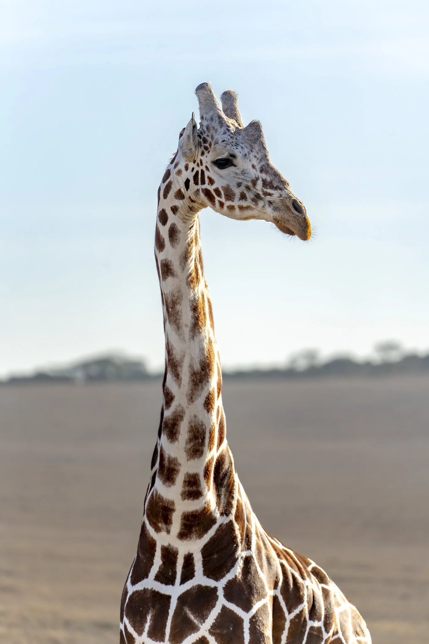 Game Drive-7-2.jpg