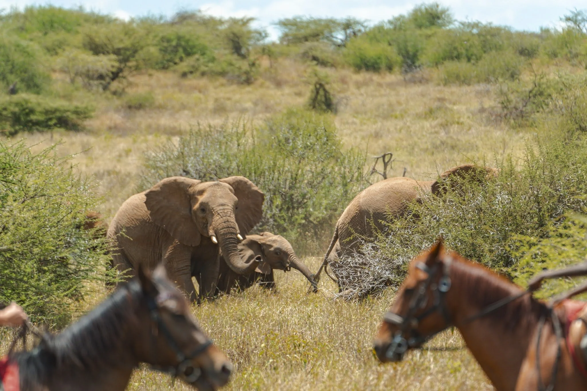 horse-safari-adventure