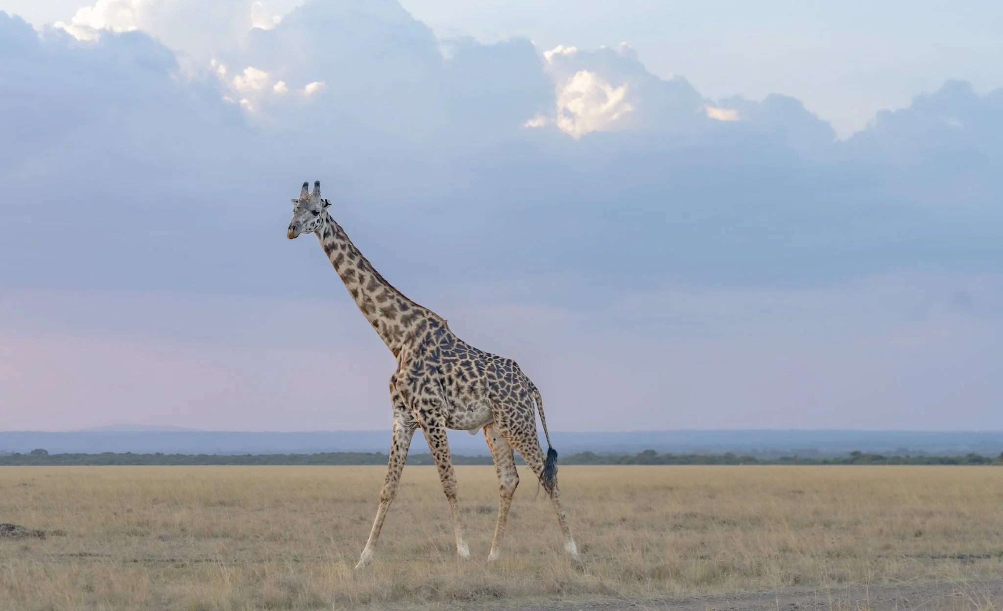 Masai giraffe at sunset in Maasai Mara