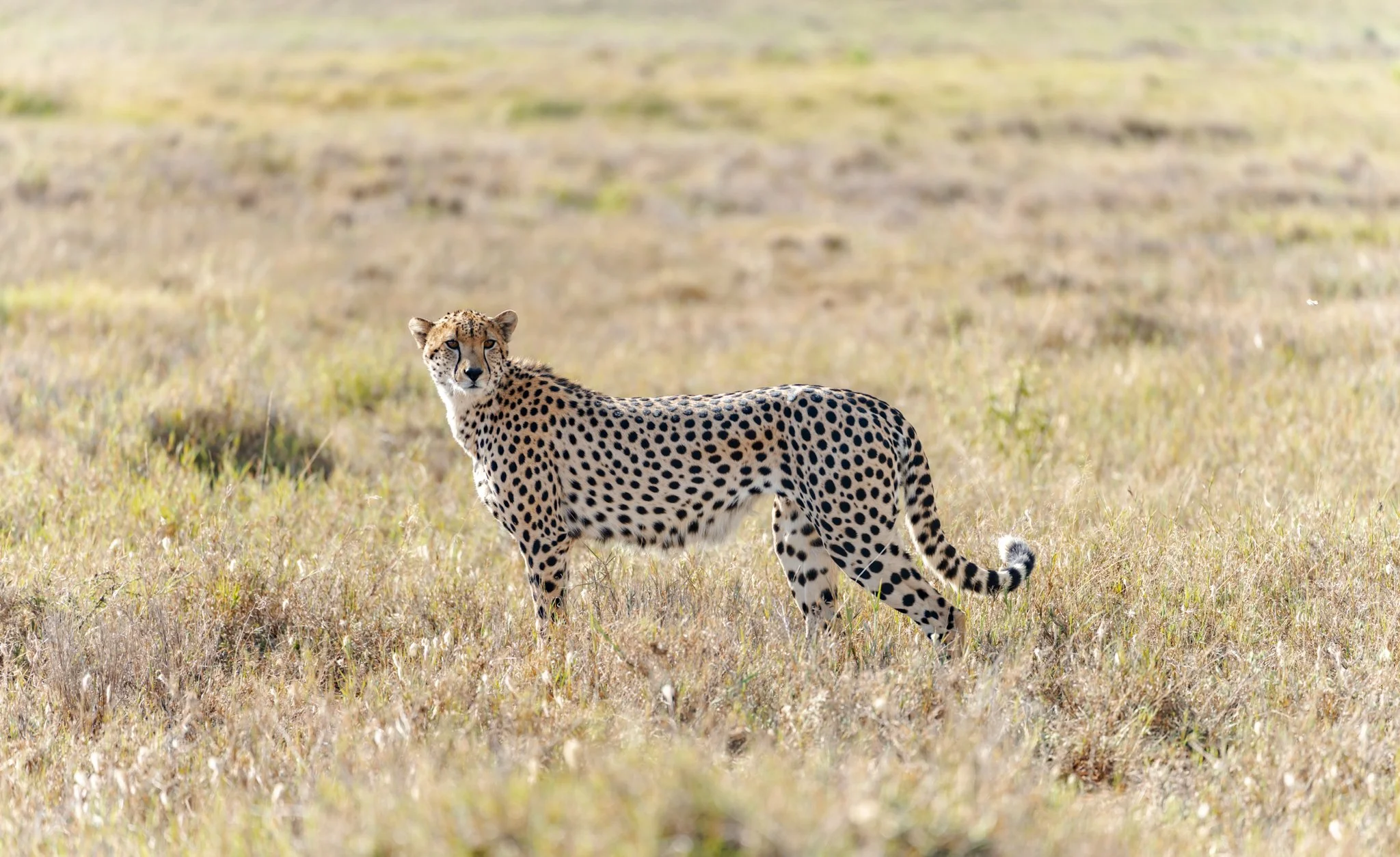 cheetah-enasoit-laikipia