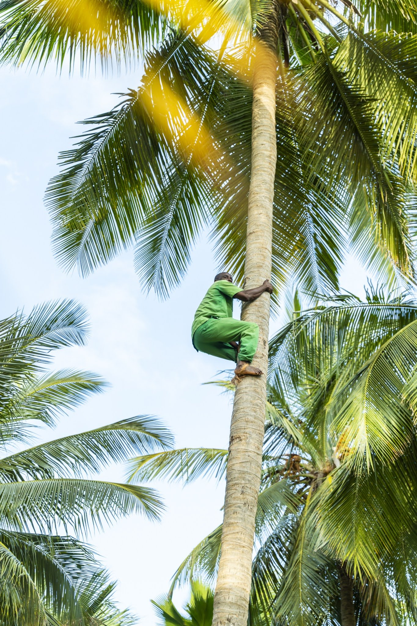 A man in a green outfit climbing a tall palm tree with lush green fronds against a blue sky.