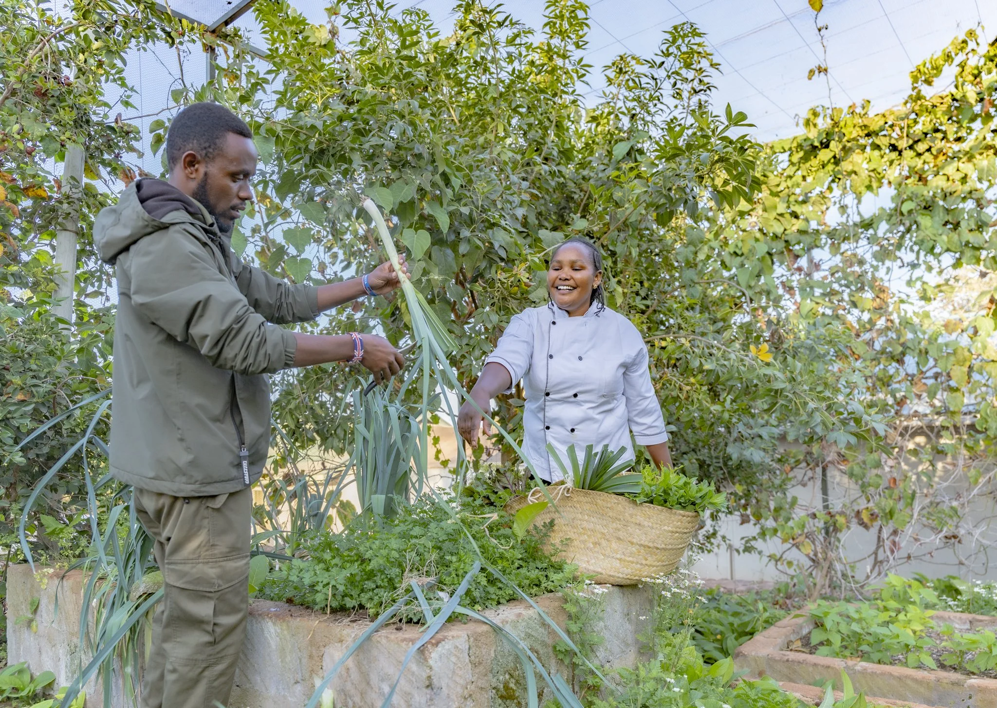 Chef and gardener harvesting vegetables
