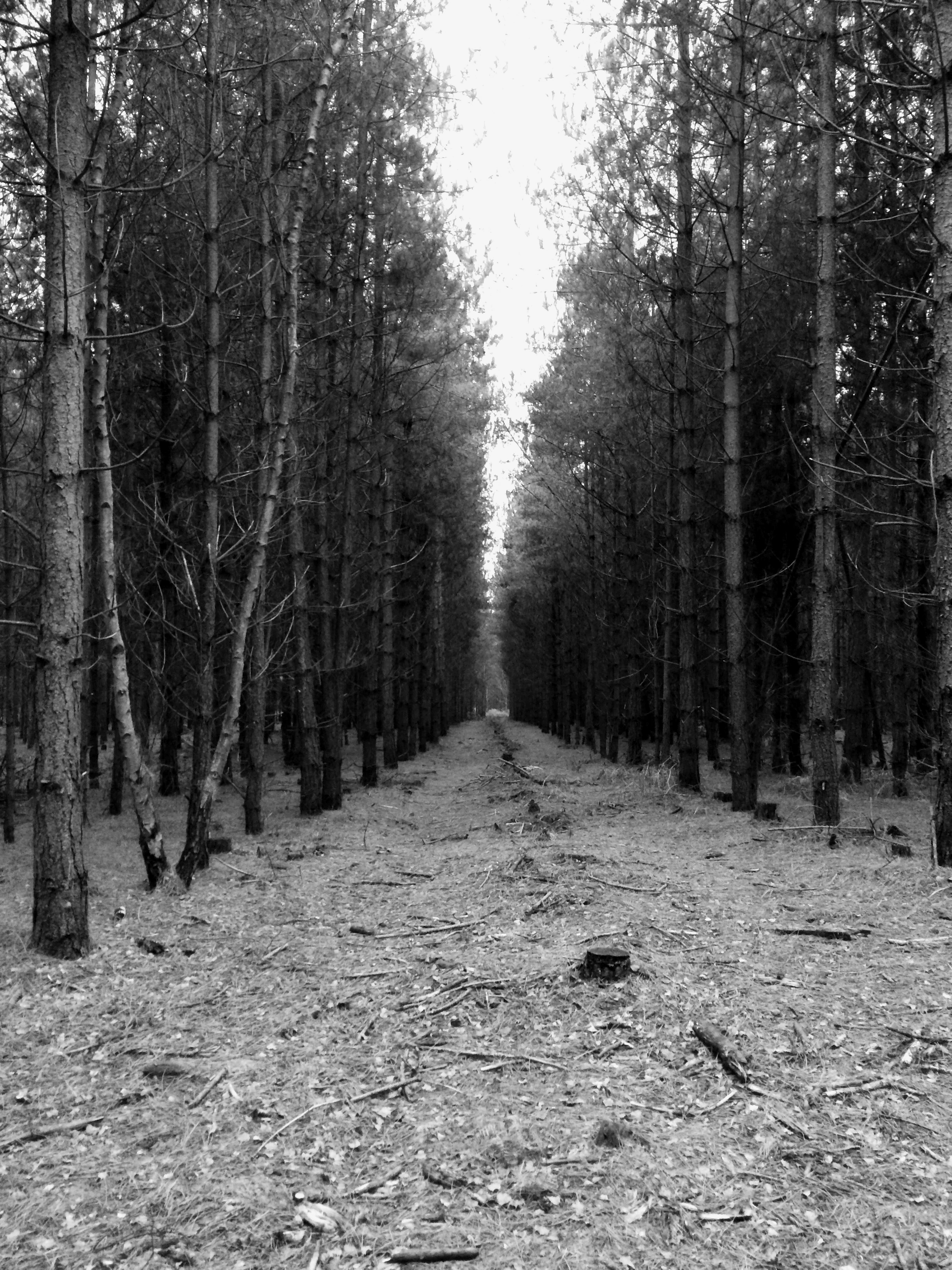 Black and white photograph of Rendlesham Forest with tall trees and a dirt pathway in the center.