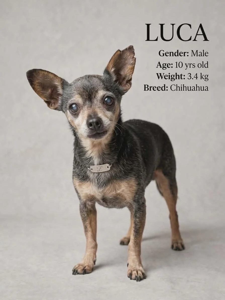 Luca —3.4 kg | 10yrs | Chihuahua | Located in Mexico | Ready for the next flight to YVR — Adorable, gentle , vision impaired (cataracts)