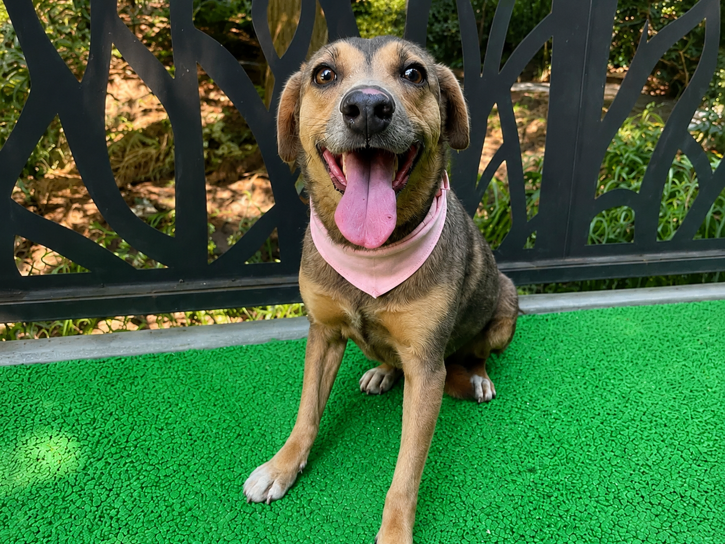 Sienna — 12 kg | 6 yrs | Mixed Breed | Located in Mexico | Ready for the next flight to YVR — Gentle, calm, affectionate, and happiest simply being close to her people.

Sienna is a beautiful, soft-natured girl who has waited far too long for a famil