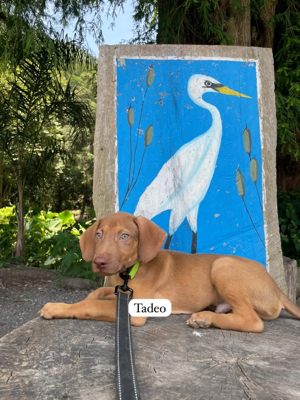 Tadeo — 3.6 kg Weight updated 7/17/26 | Puppy | Located in Mexico | Ready for a family of his own. Sweet, resilient, and ready for a loving family.

Tadeo was found living underneath a supermarket with his siblings. They had made their shelter beneat