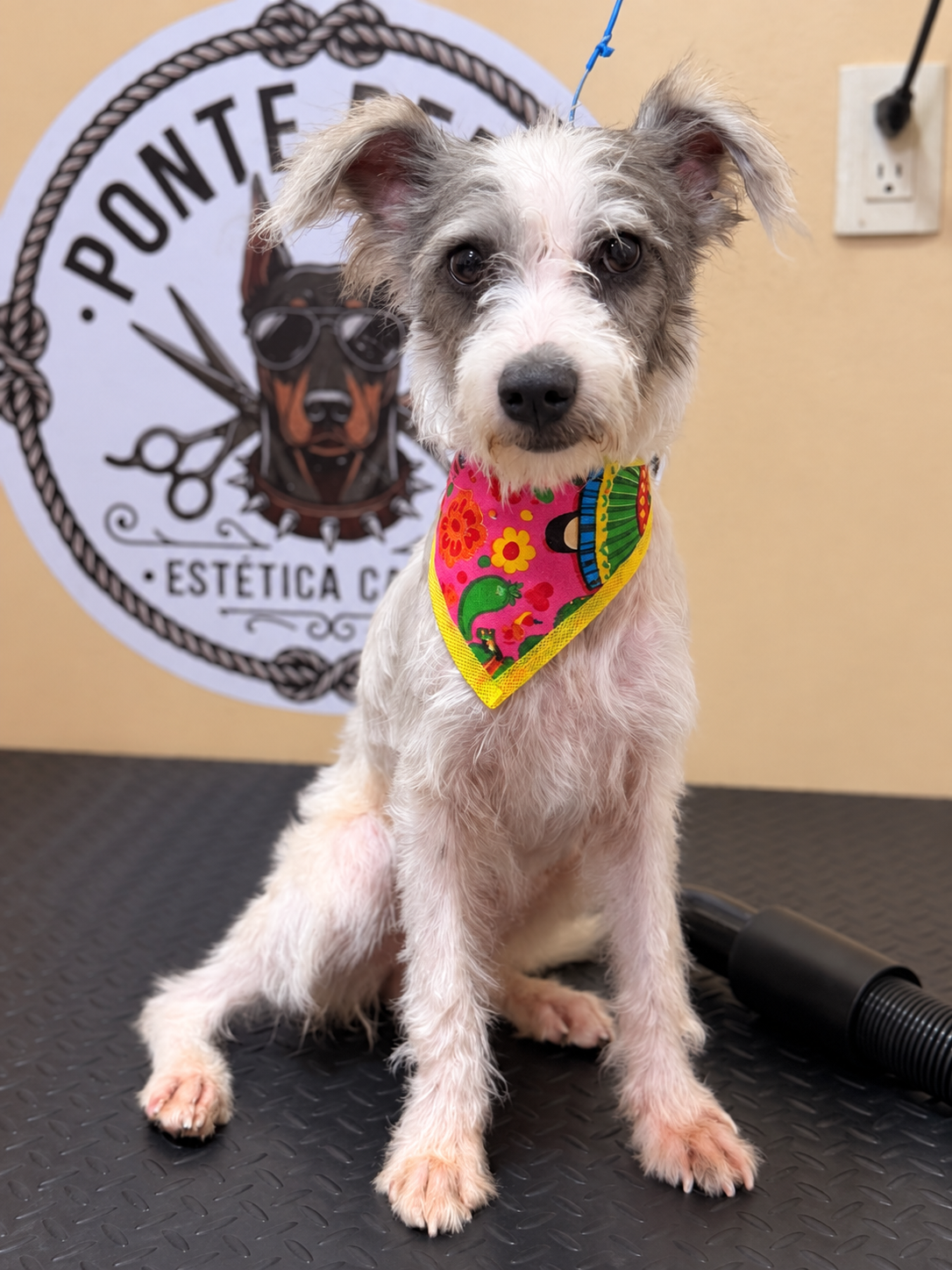 STACEY — Female | Age & Weight To Be Confirmed | Located in Mexico | More Information Coming Soon

There is something about Stacy that is difficult to capture in a photograph.

You really need to see her move.

She has this incredibly gentle way abou