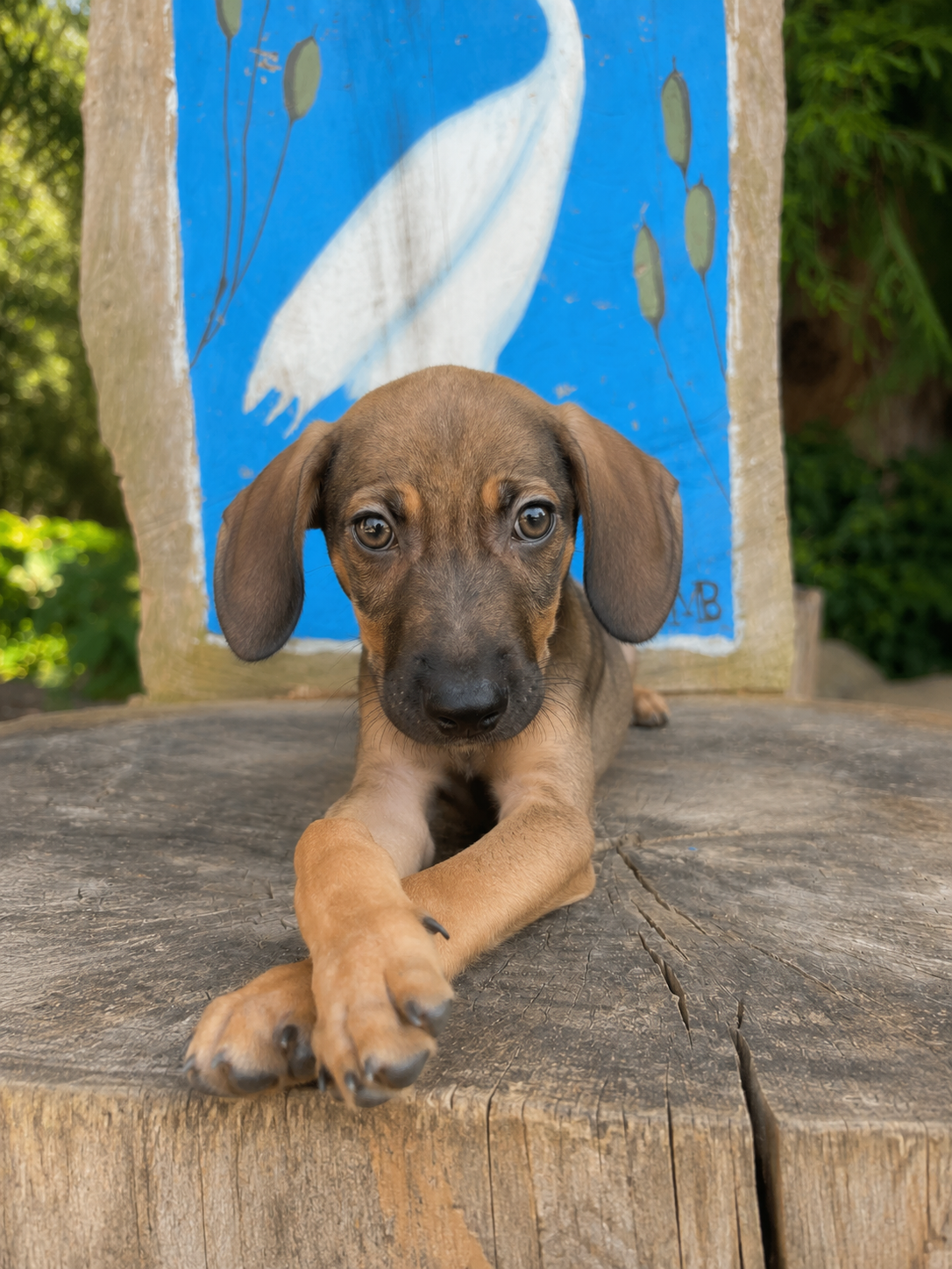 Tobias — 3.6 kg Weight updated 7/17/26  | Puppy | Located in Mexico | Ready for a family of his own

Sweet, resilient, and ready for a loving family.

Tobias was found living underneath a supermarket with his siblings. They had made their shelter ben