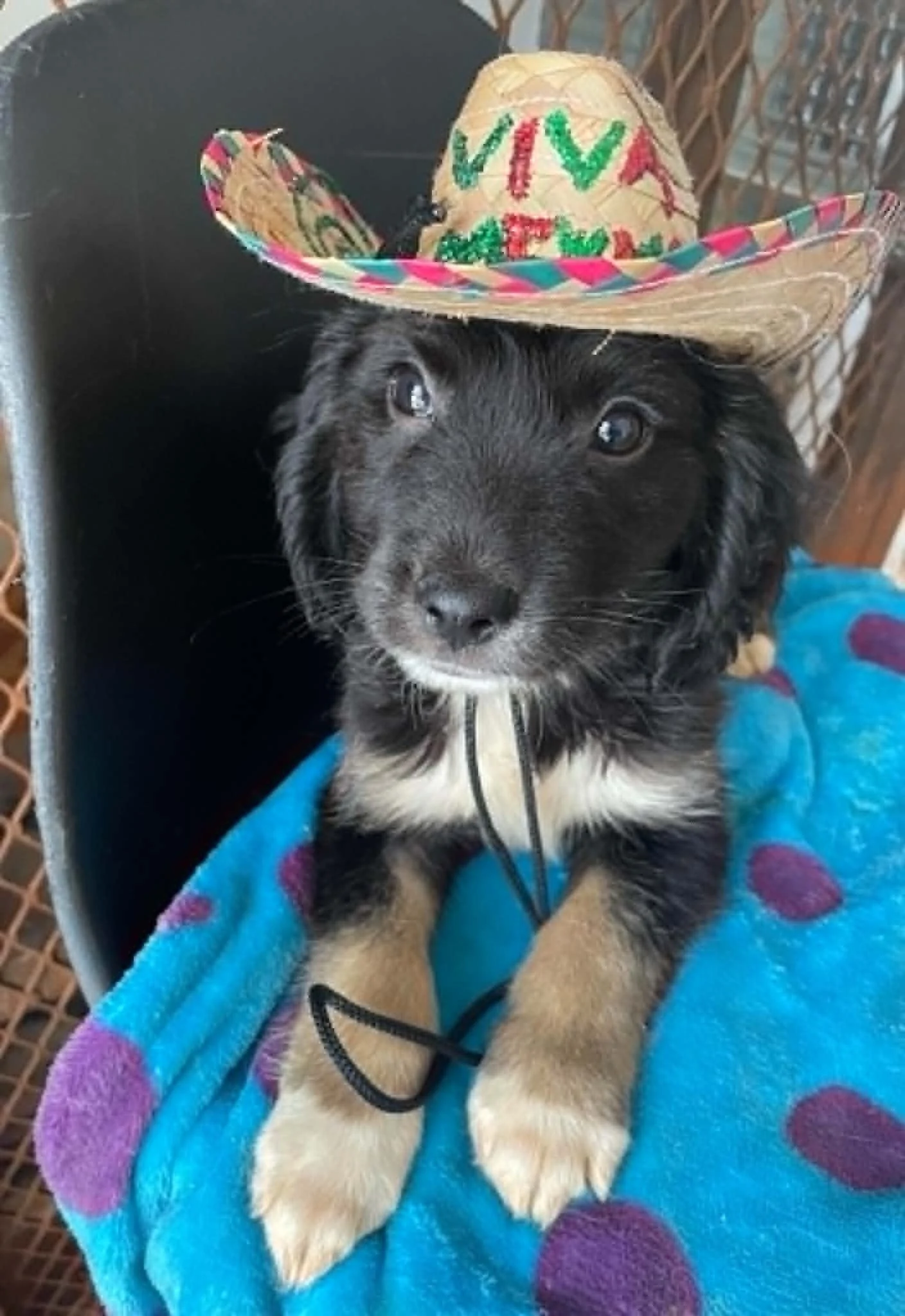 DENNY — Male Puppy | Spaniel Mix (Best Guess) | Approx. 2.76 kg | Located in Mexico

Denny is a little puppy who should have been spending his days playing, exploring and being loved. Instead, he was being kept with his mom and sibling in a small, cr