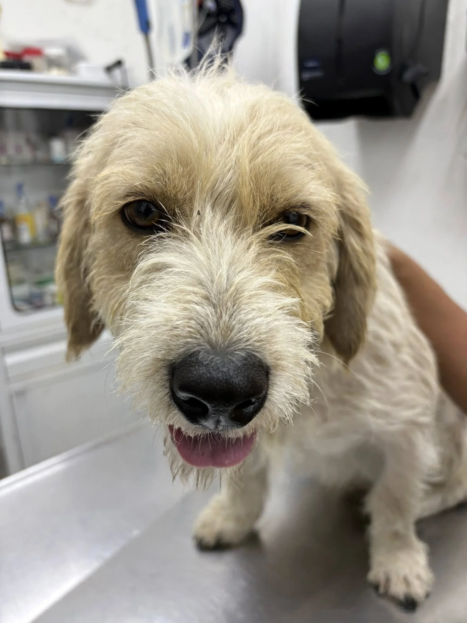 Max — 11 kg | 2 Years Old (Approx.) | Mixed Breed | Located in Mexico | Ready for a family of his own

Resilient, loving, and choosing happiness despite everything he has been through.

At some point in his life, Max was hit by a car. Sadly, no one s
