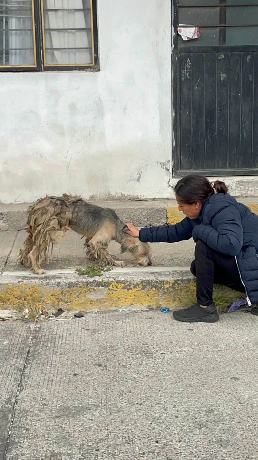 Amber — Surviving on the streets for far too long. Her condition showed it — severe matting, malnutrition and a life without care. 