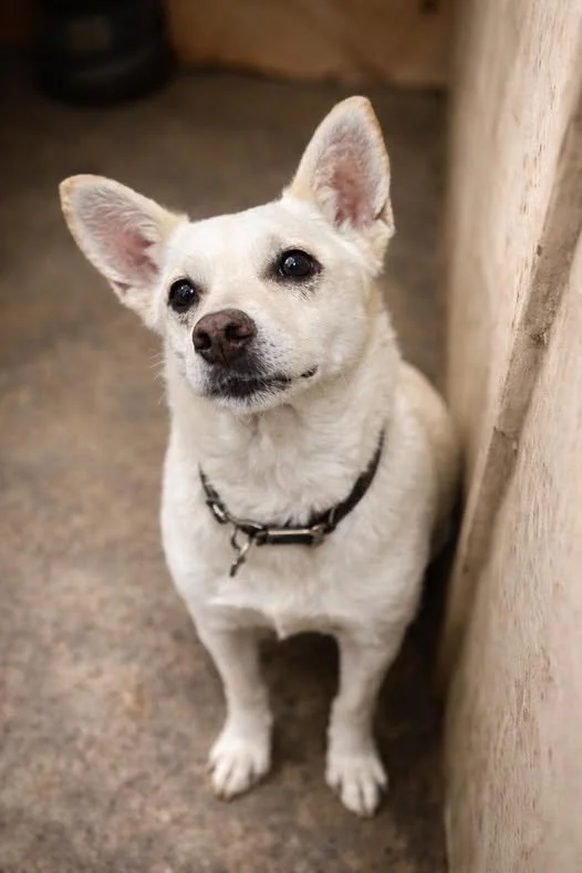 Doroti —10 kg | 5yrs | Terrier Mix | Located in Mexico | Ready for the next flight to YVR — Friendly, social, and ready for her chance