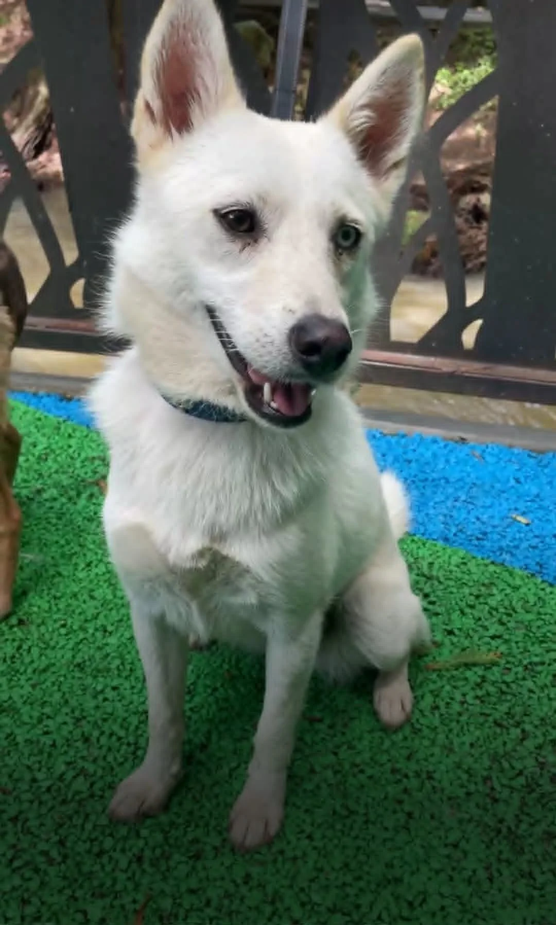 Azul — 11.6 kg | 2 Years Old | Female | Husky Mix | Located in Mexico | Ready for a Family of Her Own

Gentle, affectionate, and ready to leave her past behind.

Azul was found wandering along a busy main street after neighbours reported seeing her r
