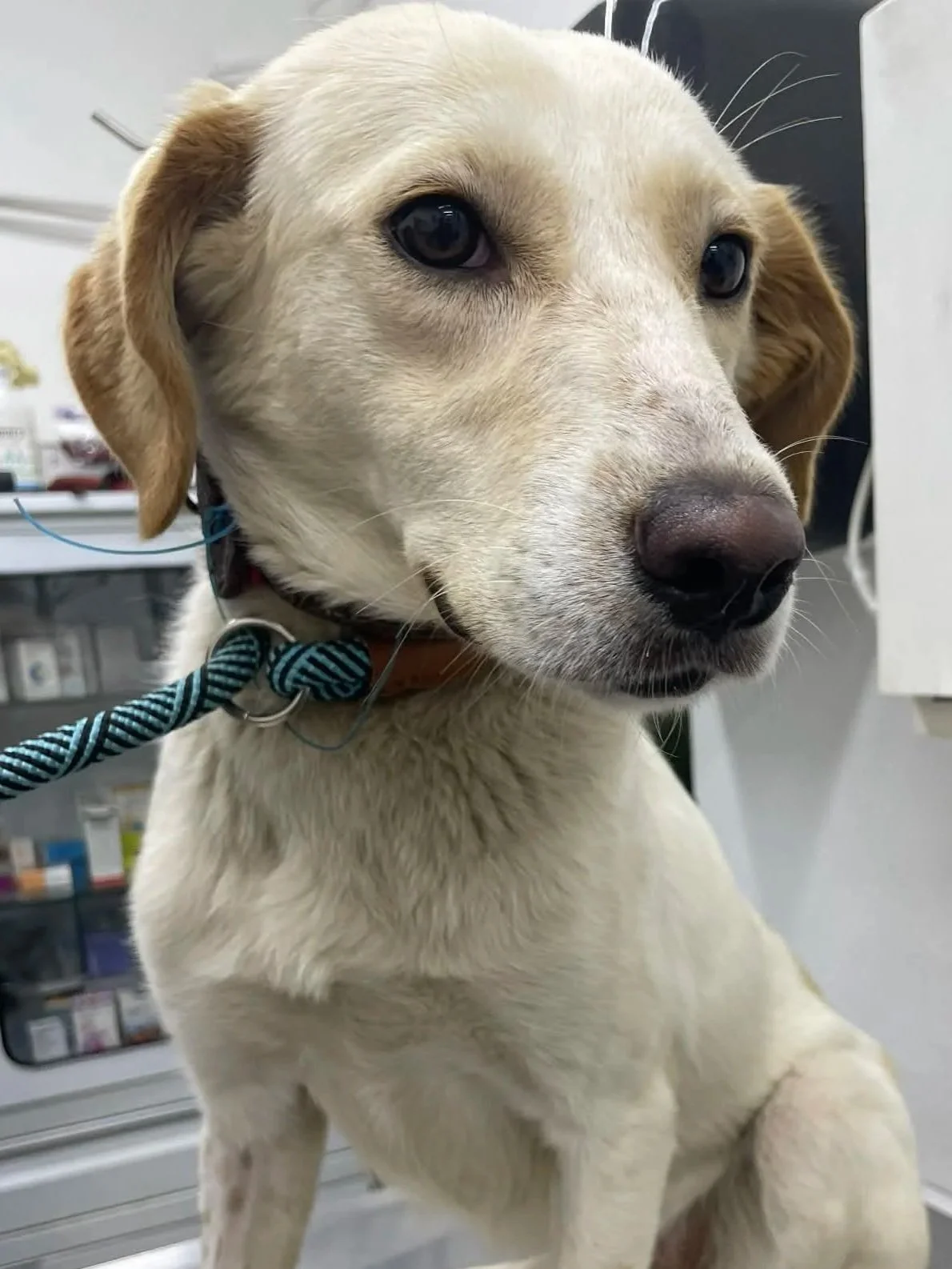 Amara —16 kg | 1yr | Lab Mix |
Located in Mexico | Ready for the next flight to YVR — Happy and loving