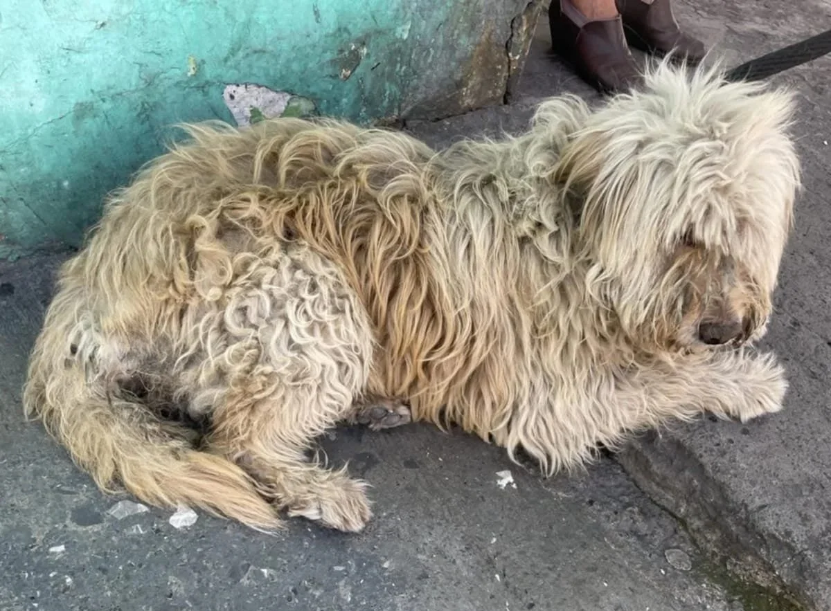 Loretta — Found on the streets in Mexico in poor condition, in need of care. She received treatment and time to recover. 