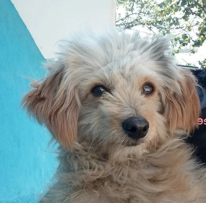 Milo — Found on the streets at just two years old, weighing 4.2kg. He was out there on his own until Yara found him. 