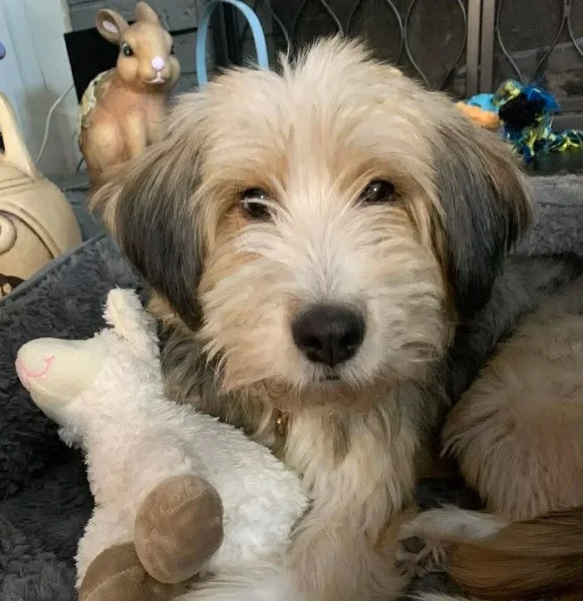 Amber — This is what rescue does. It gives a chance to a dog who was written off —a home, a life, care, love, and a family. 