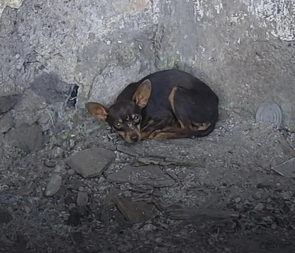 Africa — Found alone in an abandoned home, frightened and hiding. 