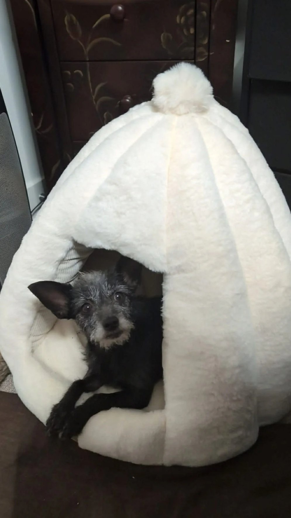Sakura —
Now living the good life in South Surrey, BC — cozy, safe, and completely loved. Pup cups, soft beds, and her favourite place… right beside her dad.
