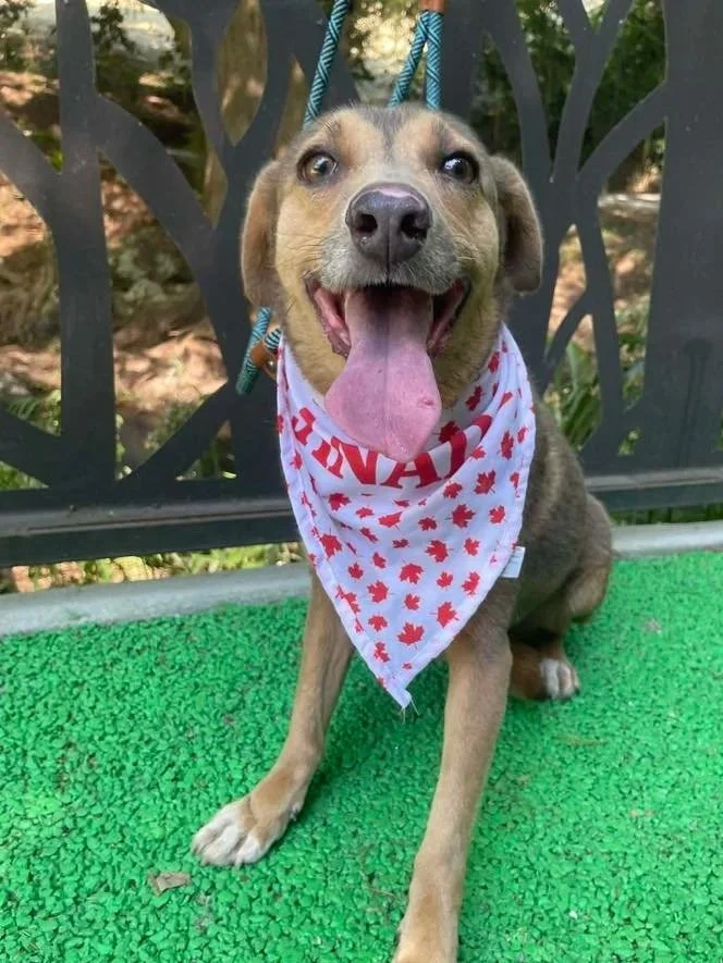 Sienna — 12 kg | 6 yrs | Mixed Breed | Located in Mexico | Ready for the next flight to YVR — Gentle, calm, affectionate, and happiest simply being close to her people.

Sienna is a beautiful, soft-natured girl who has waited far too long for a famil