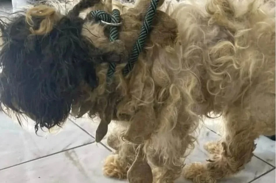 Rolo — When rescued, severely matted, neglected and frightened.
