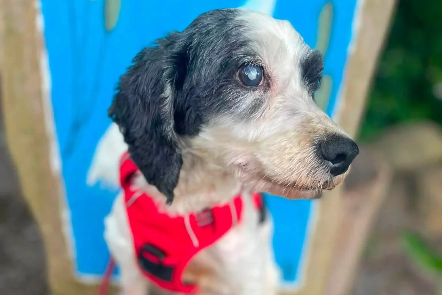 Safe, cared for, and learning to enjoy life again while he waits for a family of his own. 