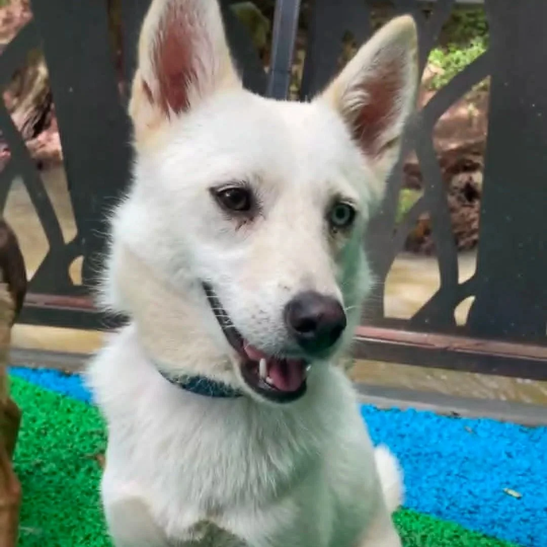 Azul — 11.6 kg | 2 Years Old | Female | Husky Mix | Located in Mexico | Ready for a Family of Her Own

Gentle, affectionate, and ready to leave her past behind.

Azul was found wandering along a busy main street after neighbours reported seeing her r