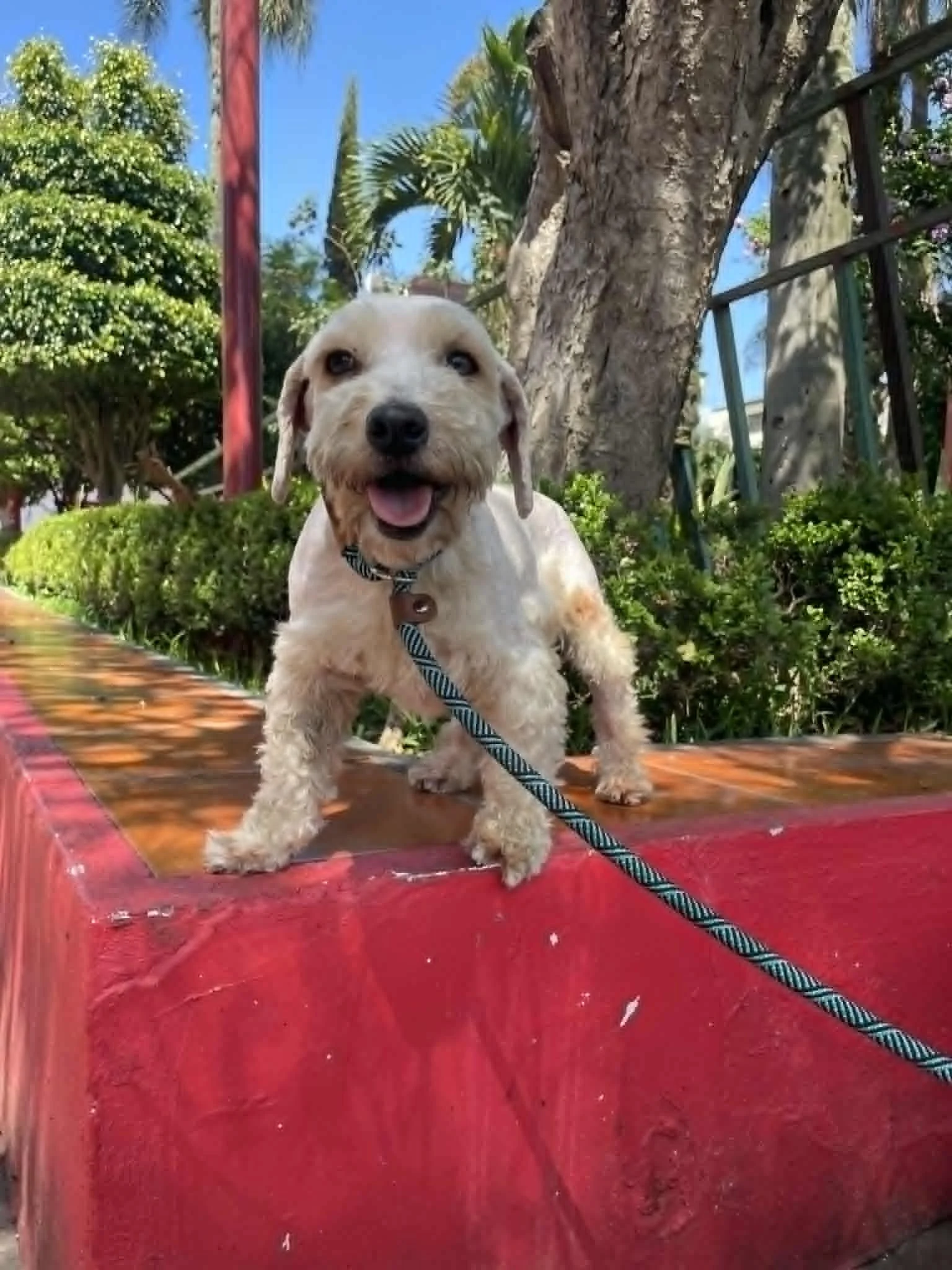 Frankie — 8 Years Old | Poodle Mix (Likely Havanese Type) | Located in Mexico | Ready for a family of his own

A gentle, loving soul who has been calm and affectionate from the very moment he was met.

Frankie has shown steady kindness and trust righ