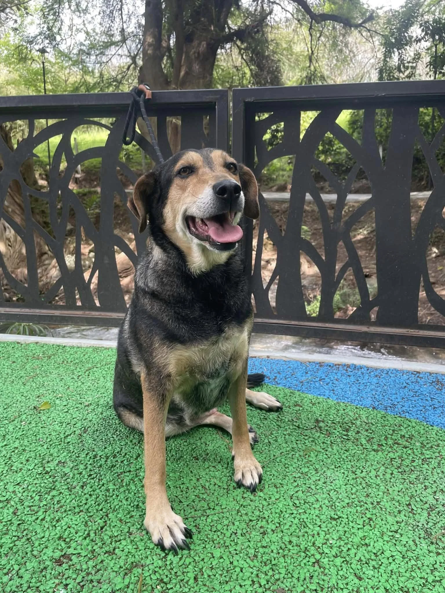 Cajeta —24.7 kg | 7yrs | Mixed Breed | Located in Mexico | Ready for the next flight to YVR — Gentle, loving, and mellow 