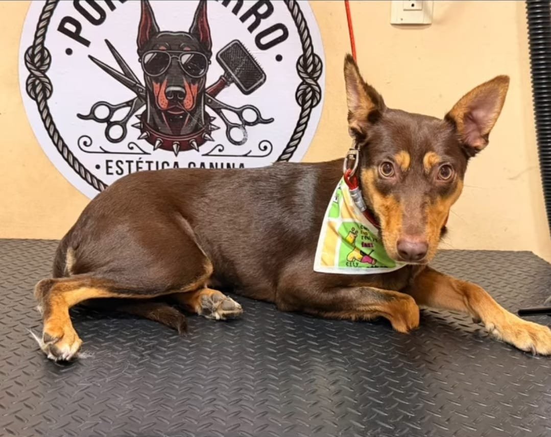 GRETA — 1 Year | Female | Mixed Breed | Located in Mexico

Greta is a little girl who is going to need a special kind of home.

She is currently in Yara’s care in Mexico, and I had the opportunity to meet her when I was there. Greta is very timid, an