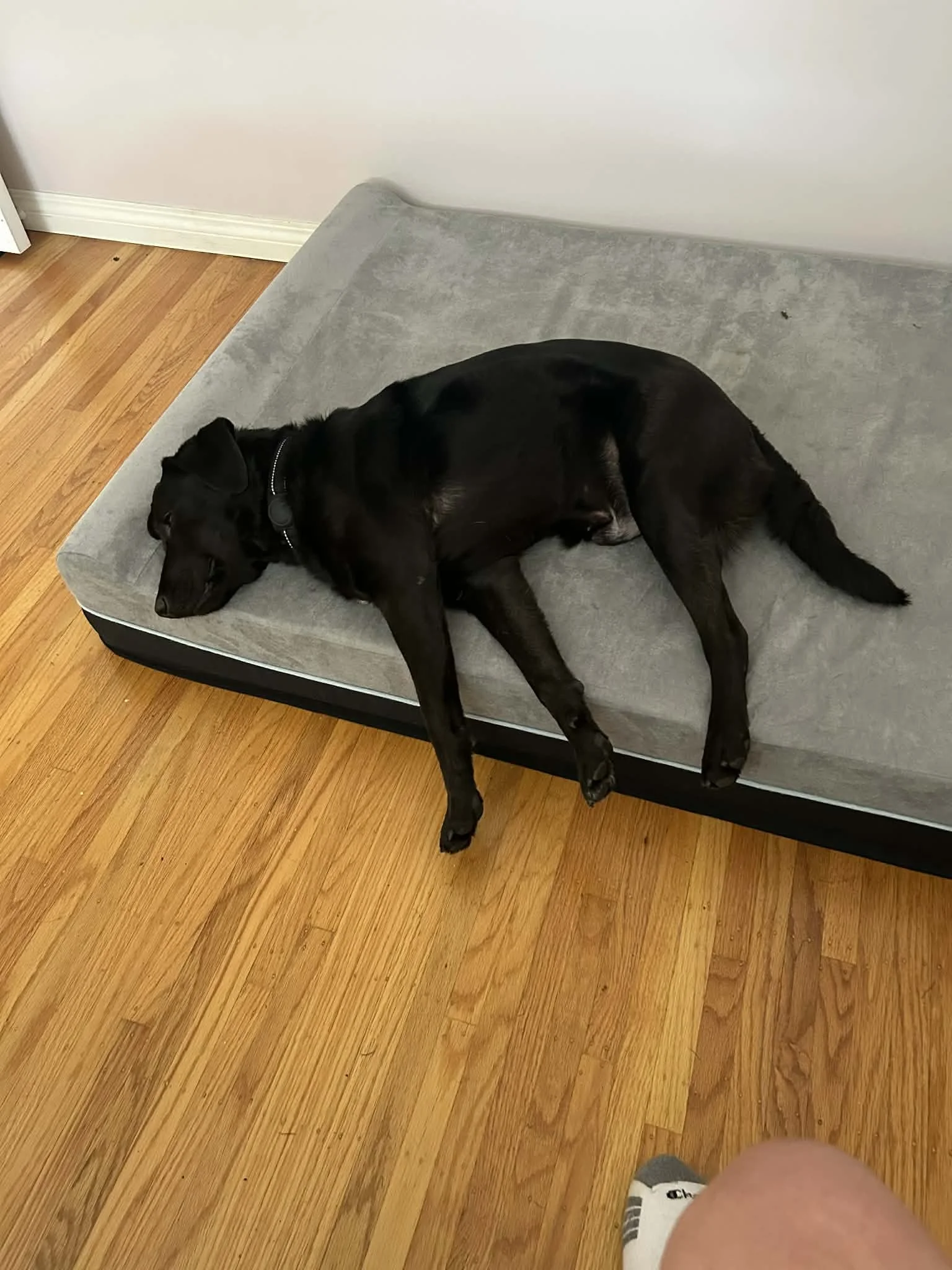 Blackjack — After rescue, his injured leg was amputated. Now someone's best friend in Delta, B.C., safe and deeply loved. 