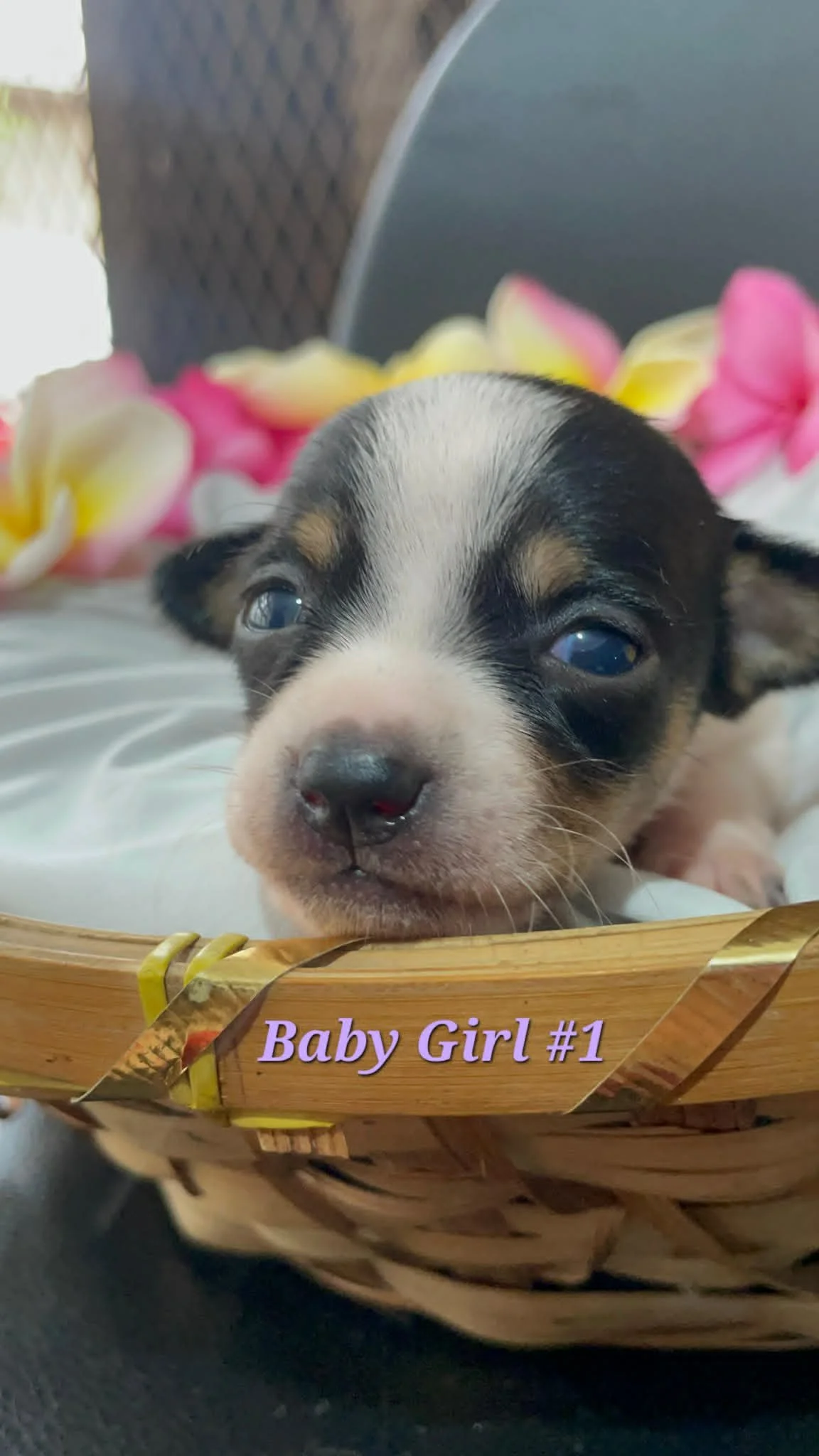Baby Girl #1 — Puppy | Chihuahua Mix | Located in Mexico | Expected to be ready for homes in August once vaccinations are started — Precious, gentle, and being lovingly raised alongside her mother and siblings.

One of Kai’s puppies, this little girl