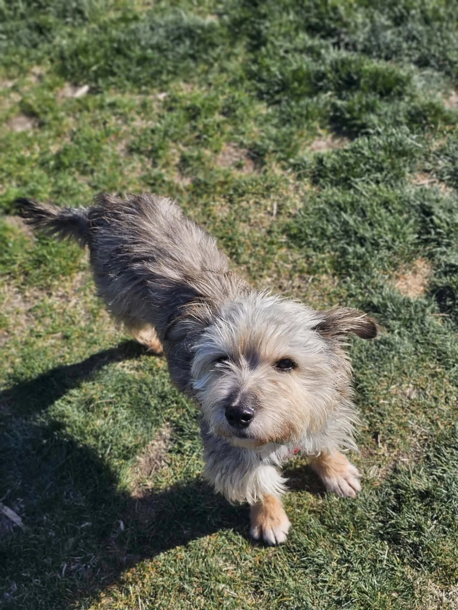 Phoenix—9kg | 3yrs | Terrier Mix (Tripod) |
Kelowna foster — Loyal and affectionate , best as the only pet.



