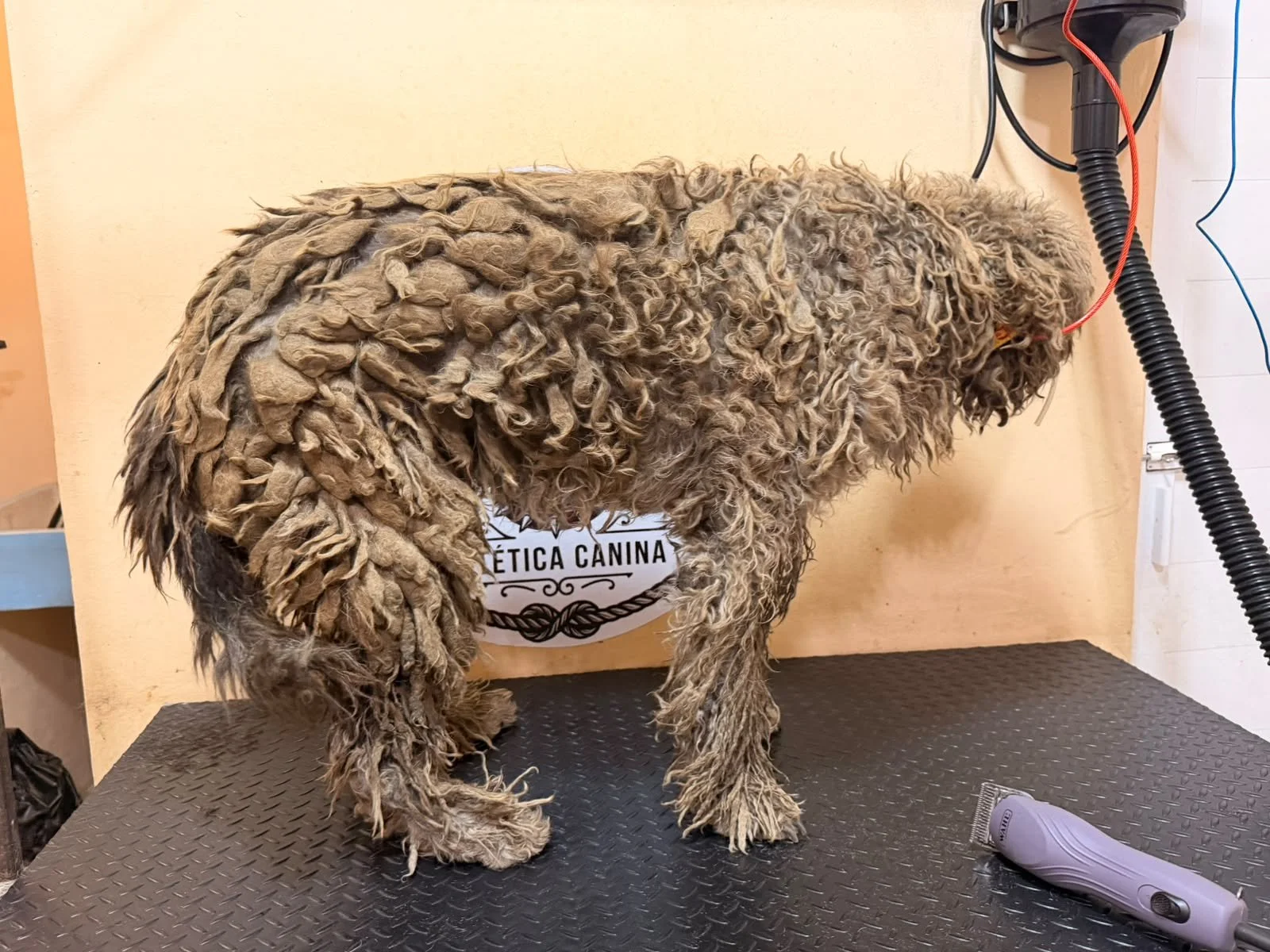 Renata — Found on the streets of Rio Blanco, her coat so severely matted it was estimated she hadn't been bathed or groomed in about a year. 