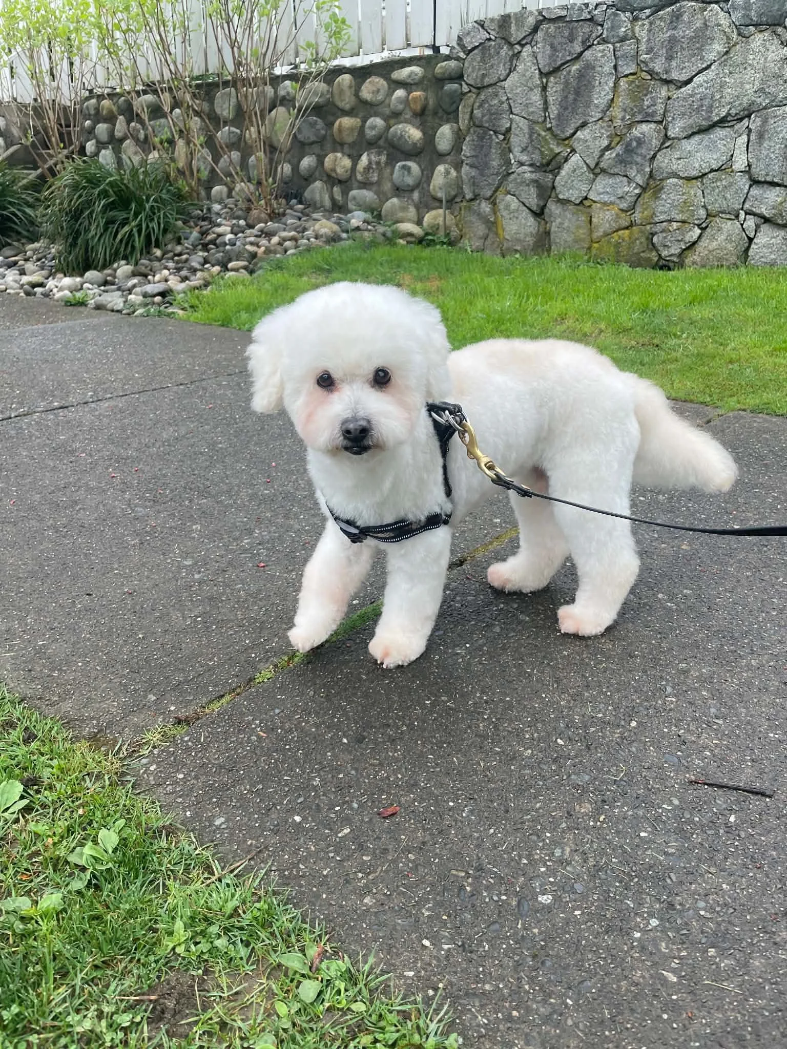 Queenie —A life that once held uncertainty, hunger, and loneliness has been replaced with care, safety, and a future she wouldn't have had otherwise.