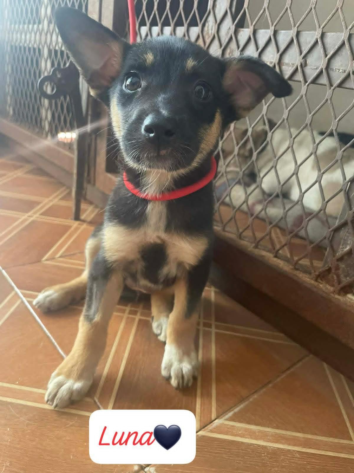 Luna — 2.3 | Puppy | Shepherd Mix | Located in Mexico | Available for adoption — There is something undeniably special about Luna’s face — the oversized ears, the soft expression, and the way she seems to look directly at you already. Luna was rescue