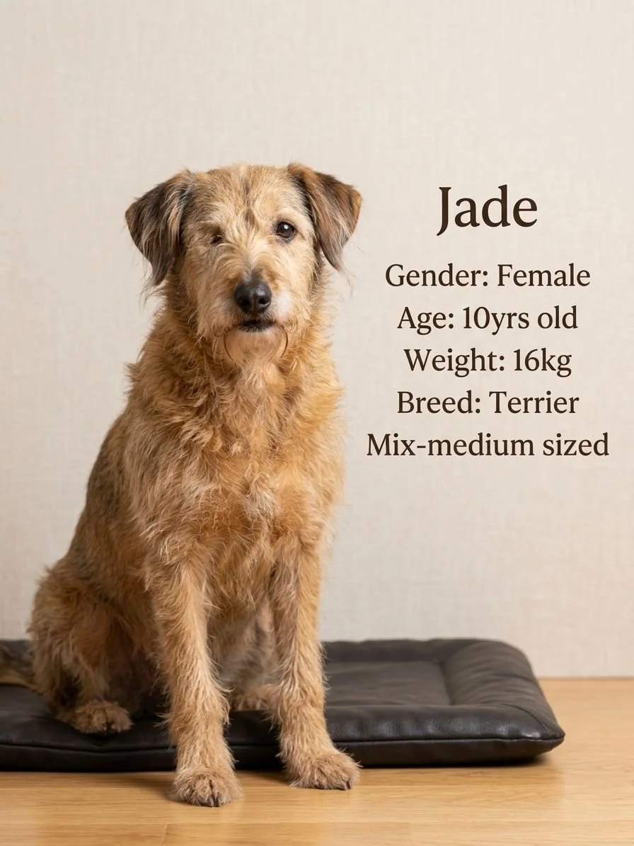 Jade —16 kg | 10 yrs | Terrier Mix | Located in Mexico | Ready for the next flight to YVR — Calm, gentle, and affectionate