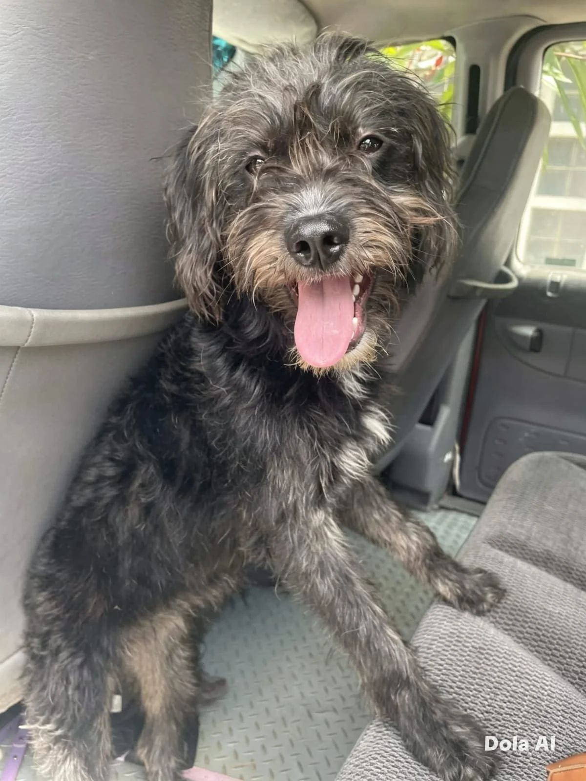 Emily — 1 Year Old | Small Terrier Mix | Located in Mexico | Ready for Adoption to YVR and Can Fly or Be Adopted Within BC — Emily was rescued after being reported wandering alone near a busy roadway, where sadly many people had disregarded the dange