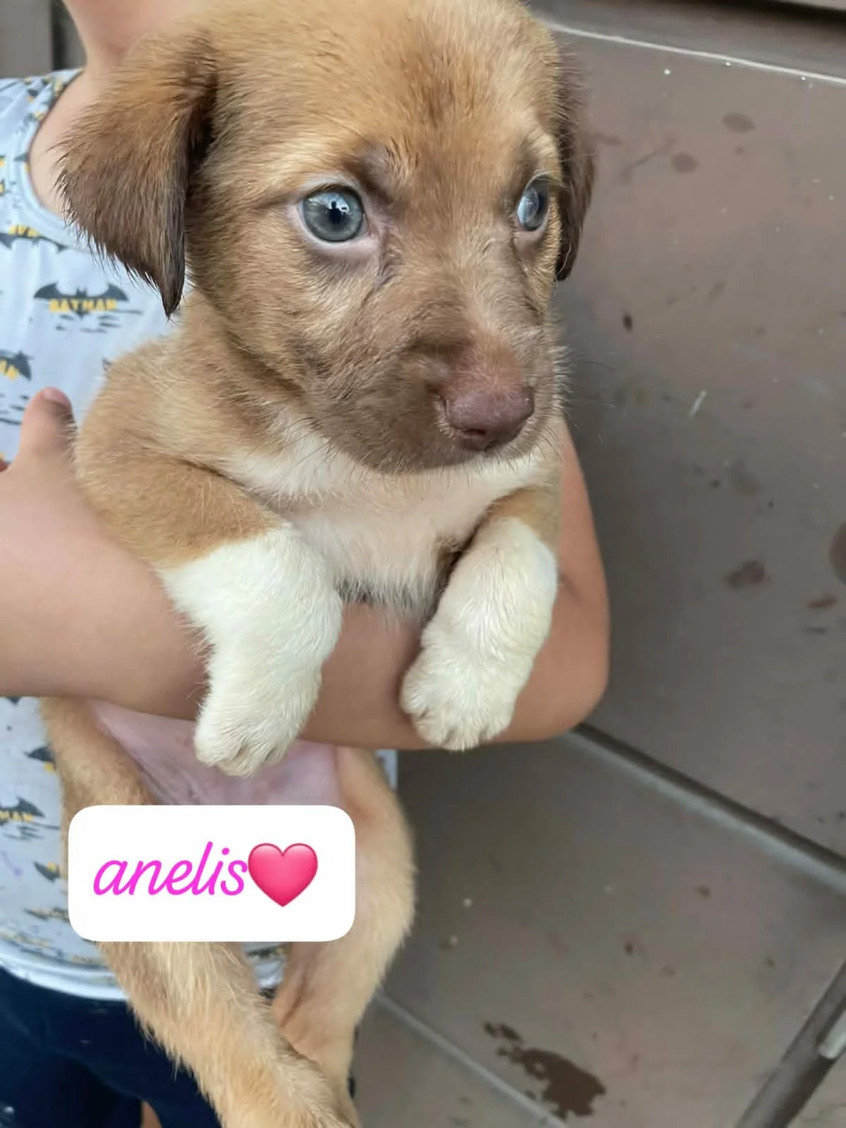 Anelis — 1.9 kg | Puppy | Mixed Breed | Located in Mexico | Ready for a family of her own

Sweet, resilient, and ready for a loving family.

Anelis was found living underneath a supermarket with her siblings. They had made their shelter beneath the b