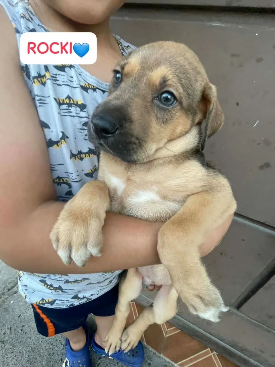 Rocki — 1.9 kg | Puppy | Mixed Breed | Located in Mexico | Ready for a family of her own

Sweet, resilient, and ready for a loving family.

Rocki was found living underneath a supermarket with his siblings. They had made their shelter beneath the bui