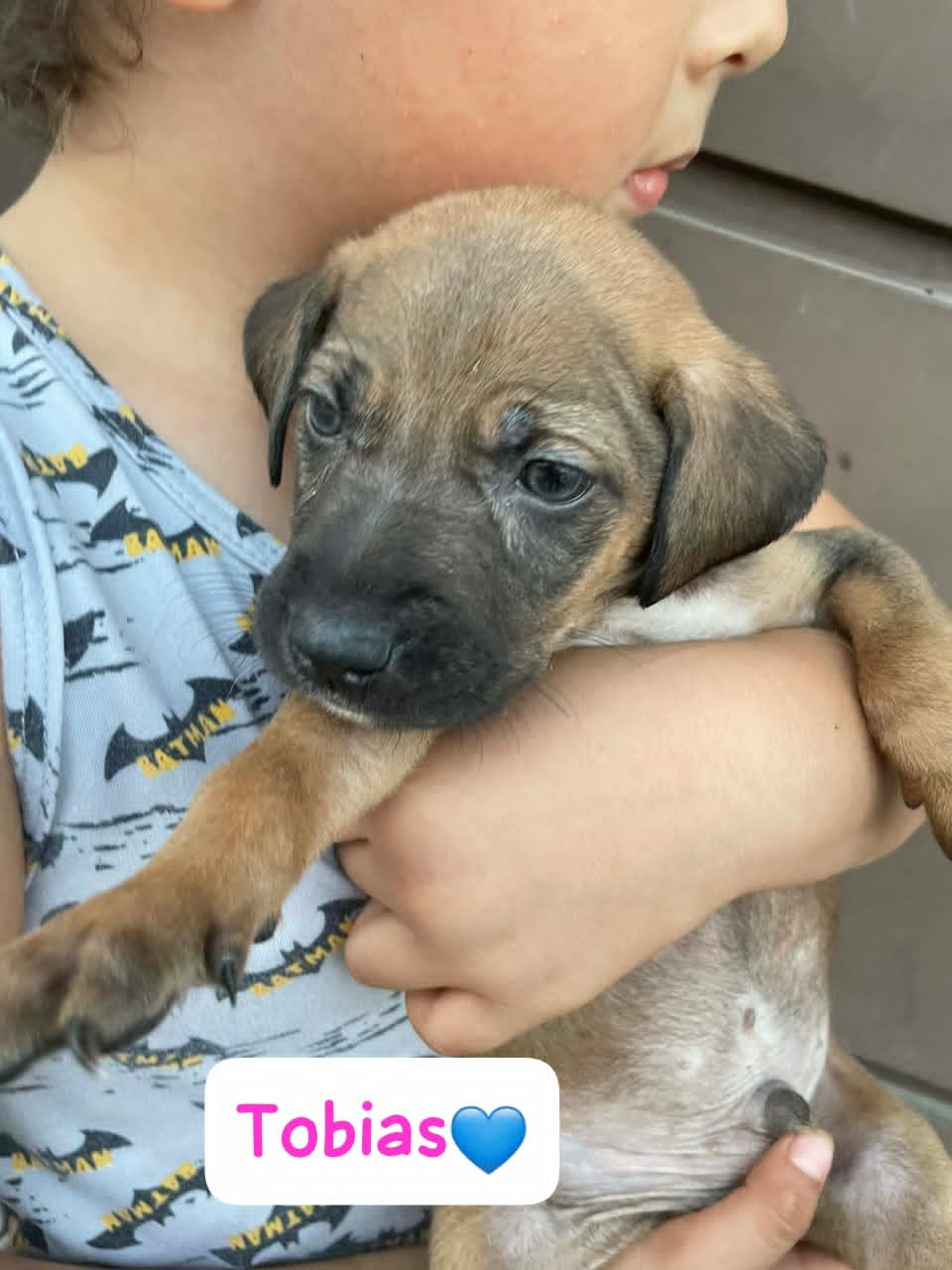 Tobias — 1.4 kg | Puppy | Located in Mexico | Ready for a family of his own

Sweet, resilient, and ready for a loving family.

Tobias was found living underneath a supermarket with his siblings. They had made their shelter beneath the building, hidde
