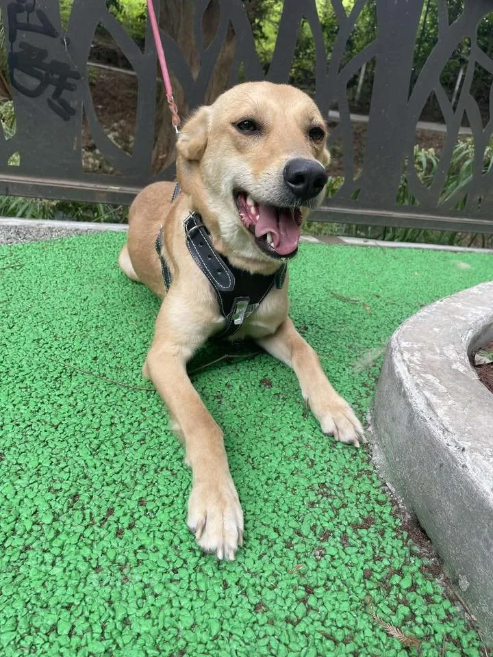 Lilia —19 kg | 3yrs | Lab Mix | Located in Mexico | Ready for the next flight to YVR — Sweet, loyal, and great with kids and other dogs